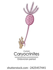 Cystoid Caryocrinites, an Ordovician period creature. Colorful illustration on a white background