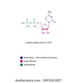 Cytidine diphosphate (CDP) skeletal structure schematic illustration, Nucleoside molecule.
