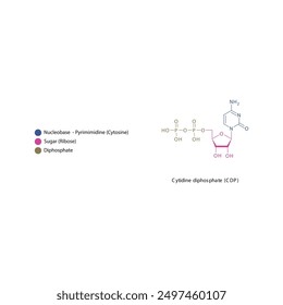 Ilustración esquemática de la estructura esquelética del difosfato de citidina (CDP), molécula de nucleósido.