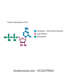 Ilustración esquemática de la estructura esquelética del difosfato de citidina (CDP), molécula de nucleósido.