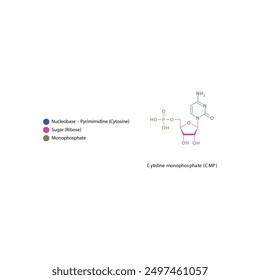 Ilustración esquemática de la estructura esquelética del monofosfato de citidina (CMP), molécula de nucleótido.