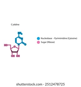 Cytidine skeletal structure schematic illustration, Nucleoside molecule.