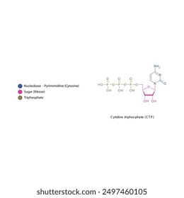 Skelettstruktur Cytidintriphosphat (CTP), schematische Darstellung, Nukleosidmolekül.