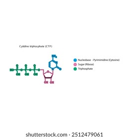 Skelettstruktur Cytidintriphosphat (CTP), schematische Darstellung, Nukleosidmolekül.