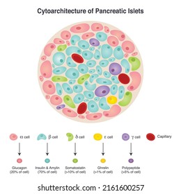 Cytoarchitecture of Pancreatic Islet Diagram 