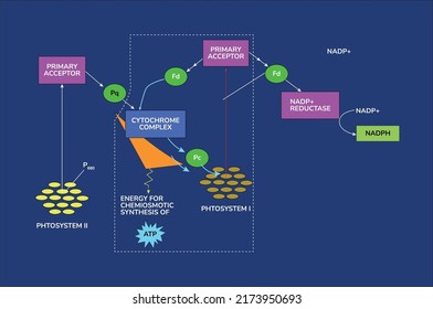 Cytochrome complex chart transports vector illustration