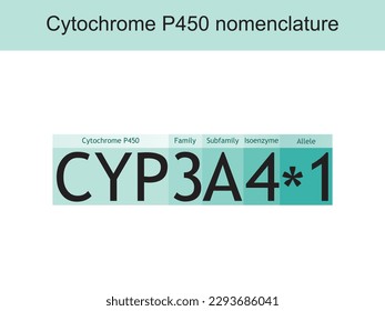 Cytochrome P450 CYP3A4 nomenclature diagram showing family, subfamily, enzyme and allele. Scientific illustration for biochemistry, pharmacology, biology education.