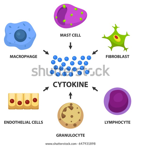 サイトカインのコンセプト 肥満細胞 リンパ球 マクロファージ 線維芽細胞 内皮細胞 顆粒球 ベクターイラスト のベクター画像素材 ロイヤリティフリー
