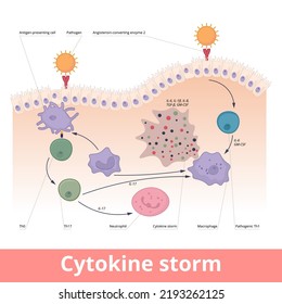 Cytokine Storm. Hypercytokinemia During Which The Immune System Causes An Uncontrolled Release Of Cytokines With Help Of Macrophages, T Helper Cells, Neutrophils.