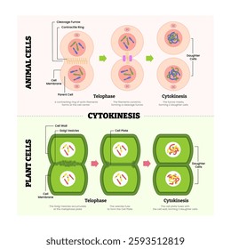 Cytokines in animal cell and plant cell diagram process, produce protein for immune system, labeled telophase, cytokinesis, cleavage furrow, parent and daughter cell division. Vector illustration