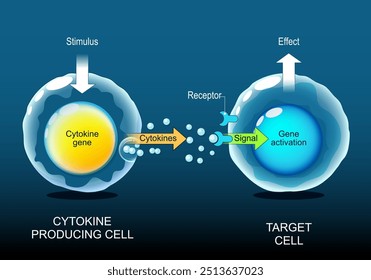 Zytokine. Zellsignalisierung von der Cytokin produzierenden Zelle zur Zielzelle. Interferone, Interleukine, Lymphokine. Adaptive und angeborene Immunität. Chronische Entzündung. Detailliertes Vektorposter. Isometrisch