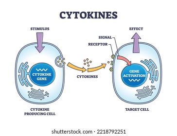 Cytokines process as micro proteins for cell signaling outline diagram. Labeled educational scheme with immune response and producing or target cells vector illustration. Stimulus and antibody effect.