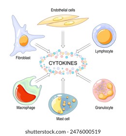 Las citocinas son producidas por macrófagos, linfocitos, mastocitos, células endoteliales y fibroblastos. Señalización celular por interleucinas, quimiocinas, factor de necrosis tumoral. Tormenta de citoquinas. Ilustración vectorial