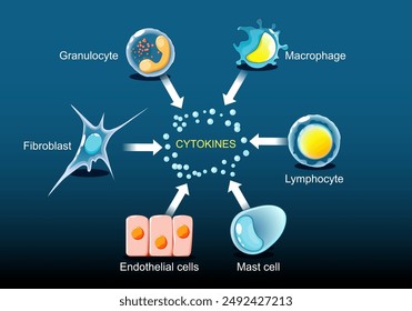 Las citocinas son producidas por macrófagos, linfocitos, mastocitos, células endoteliales, fibroblastos y granulocitos. Ilustración vectorial plana isométrica