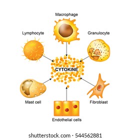 Cytokines are produced by macrophages, lymphocytes, mast cells, endothelial cells and fibroblasts. Cytokines include chemokines, interferons, interleukins, lymphokines, and tumour necrosis factors