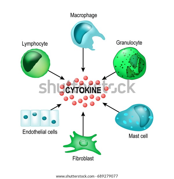サイトカインは マクロファージ リンパ球 肥満細胞 内皮細胞 及び線維芽細胞によって産生される のベクター画像素材 ロイヤリティフリー