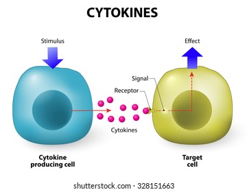 Cytokines - Proteins That Are Important In Cell Signaling. They Are Released By Cells And Affect The Behavior Of Other Cells