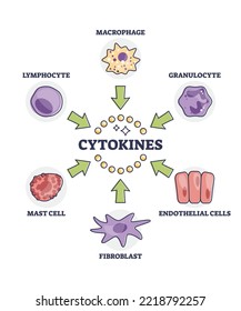 Cytokines releasing cells list for immune system response outline diagram. Labeled educational scheme with macrophage, granulocyte, endothelial, fibroblast, mast and lymphocyte vector illustration.