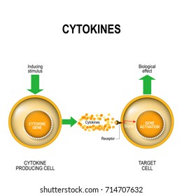 Cytokines. They are released by cells and affect the behavior of other cells. Cytokines are produced by immune cells: macrophages, B lymphocytes, T lymphocytes and mast cells.