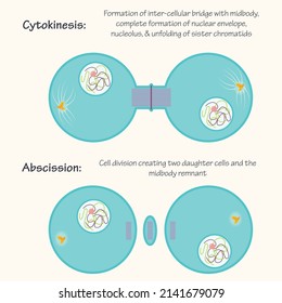 Cytokinesis And Abscission Phases Of Mitosis