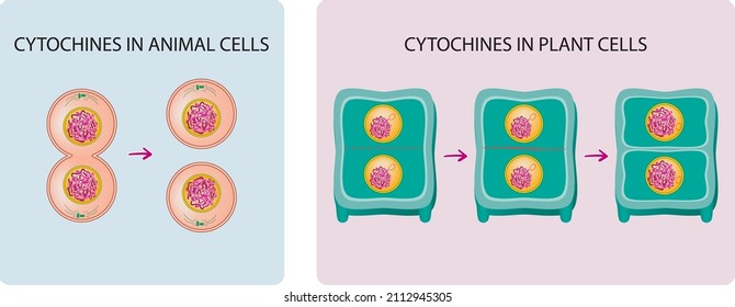 Cytokinesis In Animal And Plant Cells