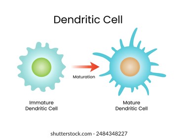 Ciencia Citológica Vector De Células Dendríticas
