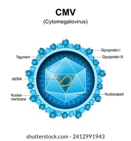 Cytomegalovirus. CMV structure. Close-up of a virion anatomy. Magnified of virus particle that cause mononucleosis and pneumonia. Vector diagram