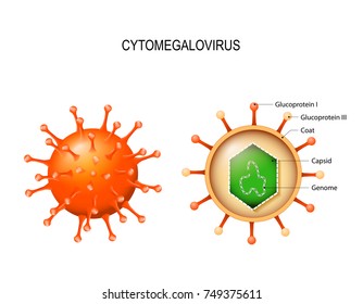 Cytomegalovirus. structure of the virion. herpesvirus type 5. view outside and cross-section