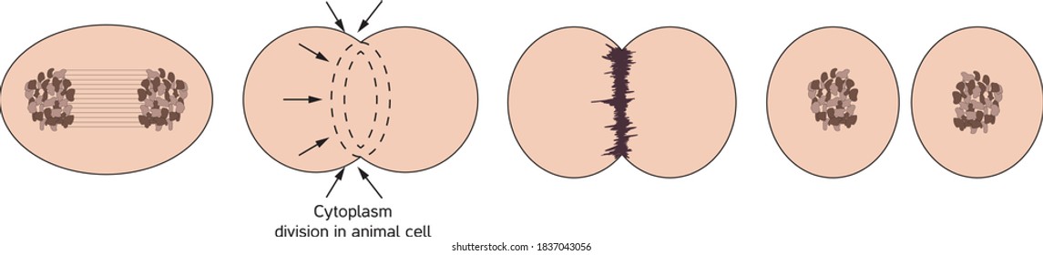 División del citoplasma en células animales
