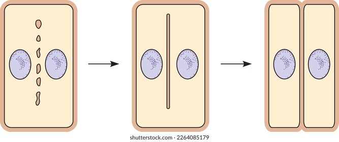 División del citoplasma por formación de placa celular en vector de células vegetales