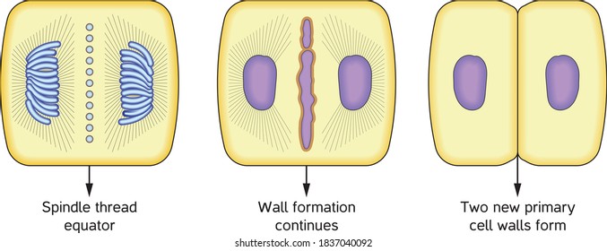 Cytoplasm Division In A Plant Cell