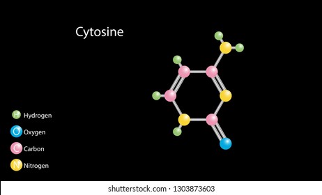Cytosine molecular structure vector design
