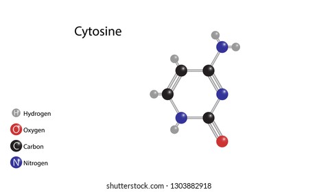 Cytosine molecular structure vector design