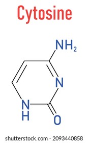 Cytosine pyrimidine nucleobase component. One of the bases found in DNA and RNA. Skeletal formula.