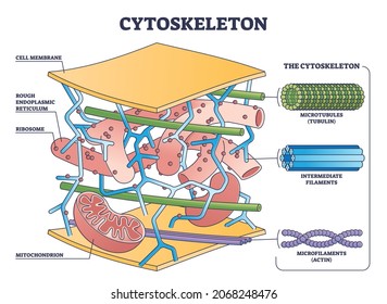 Cytoskeleton structure as complex dynamic network of interlinking protein filaments outline diagram. Labeled educational cell with microtubules and microfilaments explanation vector illustration.