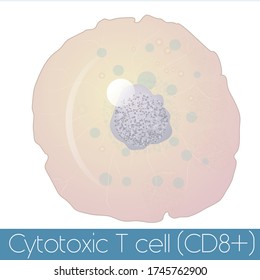 Cytotoxic T Or  CD8 Cell Structure Illustration. 