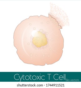 Cytotoxic T Cell Or CD8+ T Cell Degranulation Illustration.