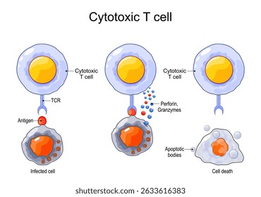 Cytotoxic T cell. Cell-mediated immunity. Through the action of perforin, granzymes from T cell enter the cytoplasm of the infected cell, and lead to apoptosis and cell death. Vector. 