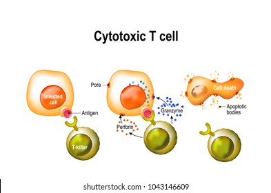 Cytotoxic T cell regulate immune responses, release the perforin and granzymes, and attack infected or cancerous cells. Through the action of perforin, granzymes enter the cytoplasm and lead to death