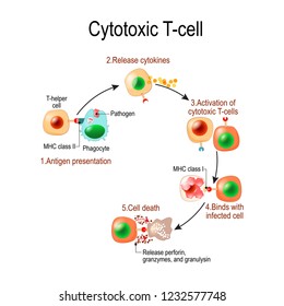 Cytotoxic T Cell. T-cell Regulate Immune Responses, Release The Perforin And Granzymes, And Attack Infected Or Cancerous Cells. 