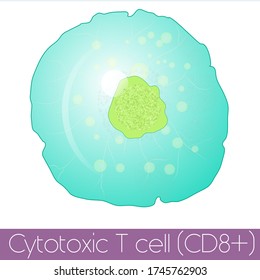 Cytotoxic T Vector Illustration. 