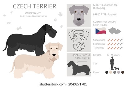 Czech terrier clipart. Different poses, coat colors set.  Vector illustration