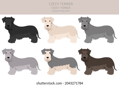 Czech terrier clipart. Different poses, coat colors set.  Vector illustration