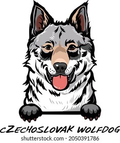 Czechoslovak Wolfdog Dog Breed Vector