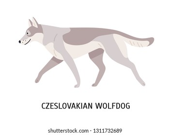 Czechoslovakian Wolfdog or Vlcak. Stunning purebred hybrid dog isolated on white background. Beautiful cute domestic animal or pet of rare breed. Colorful vector illustration in flat cartoon style.