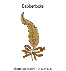 Dabberlocks (Alaria esculenta), or badderlocks, winged kelp, edible seaweed. Hand drawn botanical vector illustration