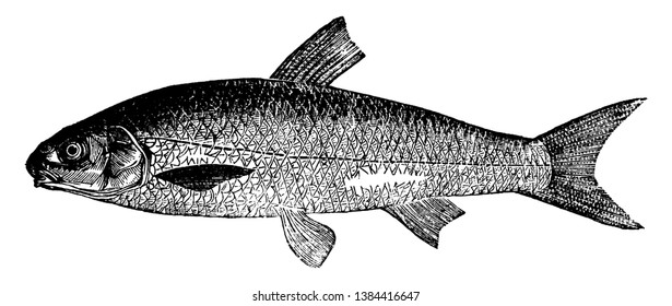 Dace is six to nine inches long, vintage line drawing or engraving illustration.