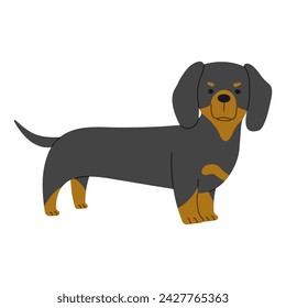 Dachshund 1 cute on a white background, vector illustration.