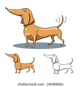 Dachshund