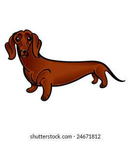 Dachshund